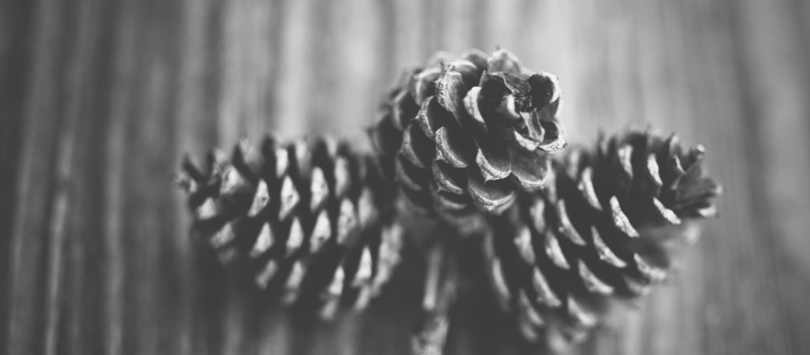 Pine Cones